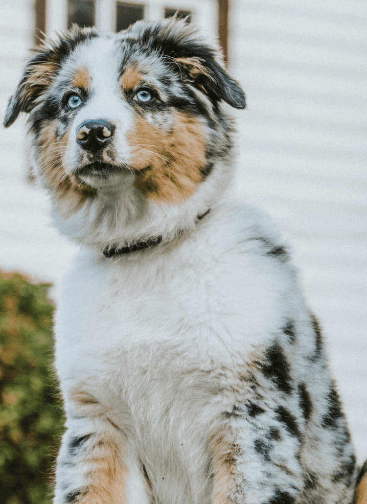 An Australian Shepherd looking at the camera.