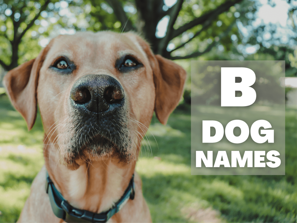 Text overlay that reads B Dog Names. Under the overlay is a yellow lab looking at the camera. Greenery behind him.