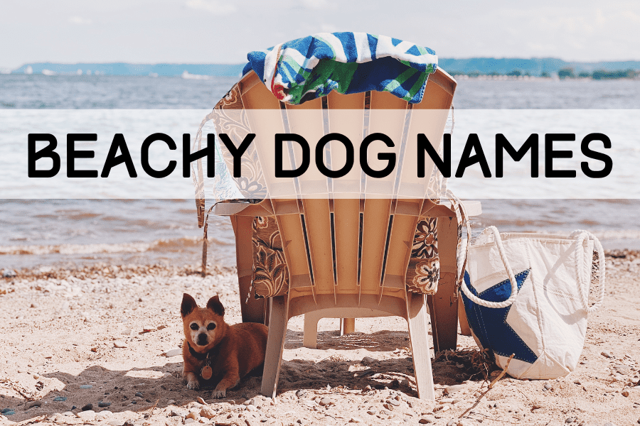 Text overlay that reads Beachy Dog Names.  A dog is nestled up to a chair on the beach. The chair is facing the ocean while the dog is facing the camera. A beach towel is draped over the beach chair and a beach bag is sitting beside the chair.