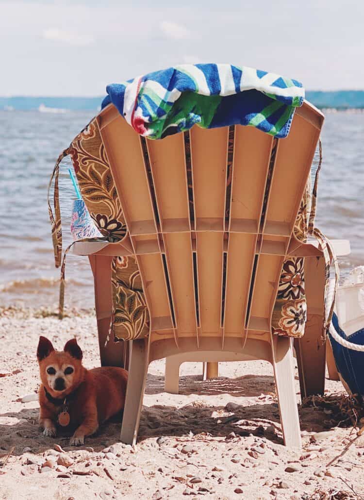 A dog is nestled up to a chair on the beach. The chair is facing the ocean while the dog is facing the camera. A beach towel is draped over the beach chair and a beach bag is sitting beside the chair.