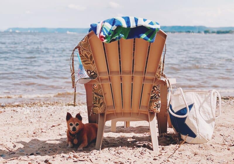 A dog is nestled up to a chair on the beach. The chair is facing the ocean while the dog is facing the camera. A beach towel is draped over the beach chair and a beach bag is sitting beside the chair.