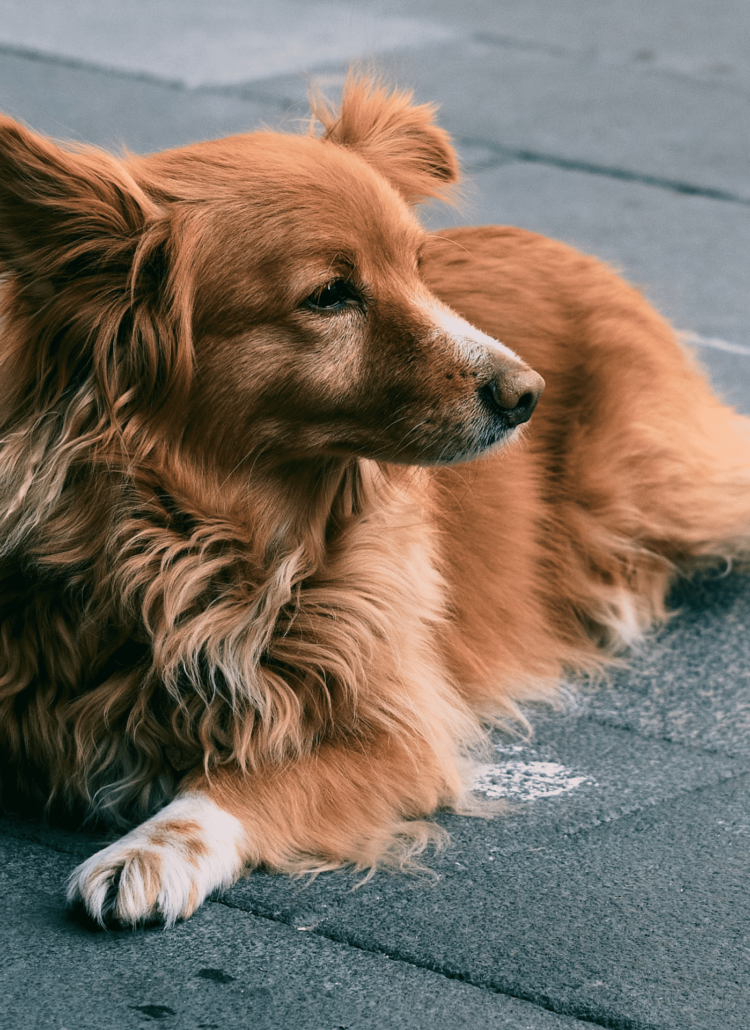 Photo of a dog laying down for blog post about dog names that start with c