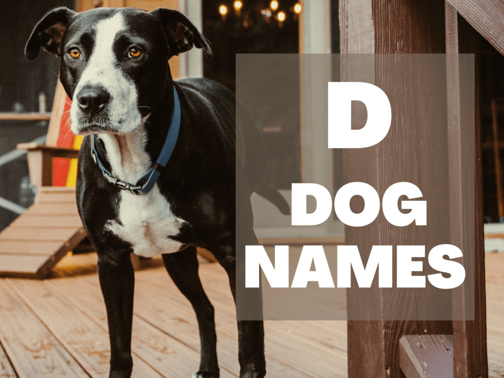 Text overlay that reads D Dog Names. Under text overlay is a black and white dog on a deck looking at the camera.