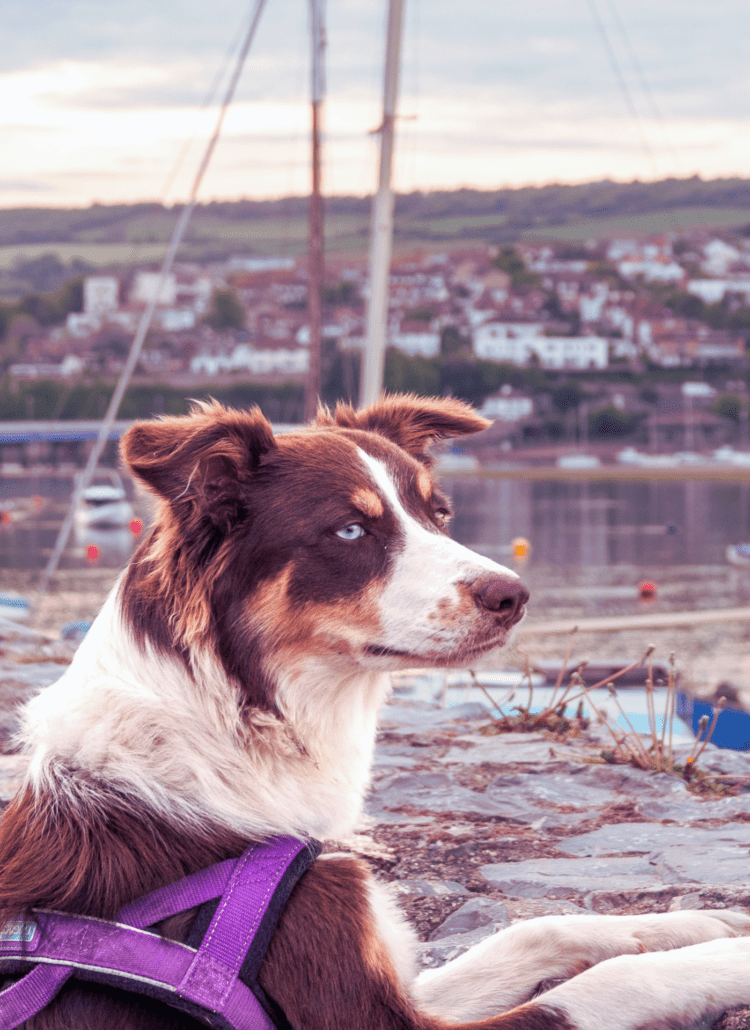 Brown and white dog peering out over a body of water