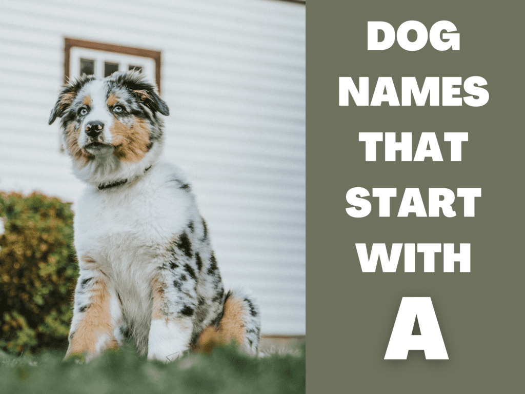 Text overlay that reads Dog Names That Start With A. Under the text is an Australian Shepherd looking at the camera.