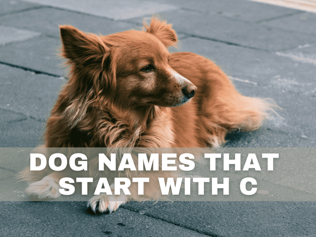 Text overlay that reads Dog Names That Start With C.  Under the text is a red-golden furry dog laying on concrete.