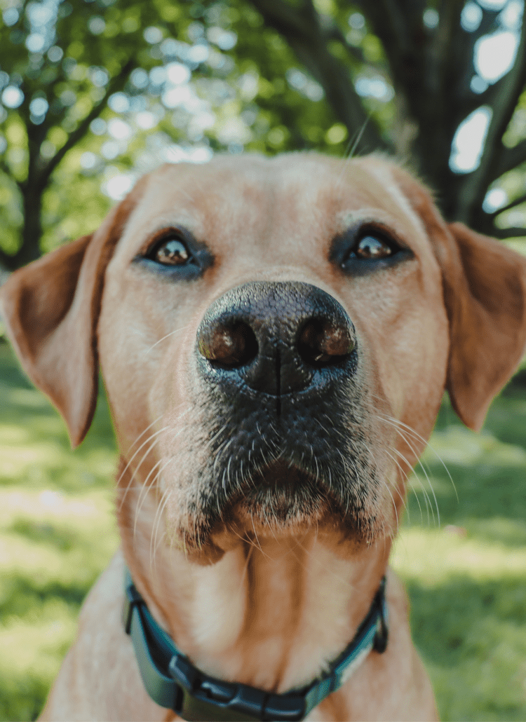 Yellow lab looking at the camera. Greenery behind him.