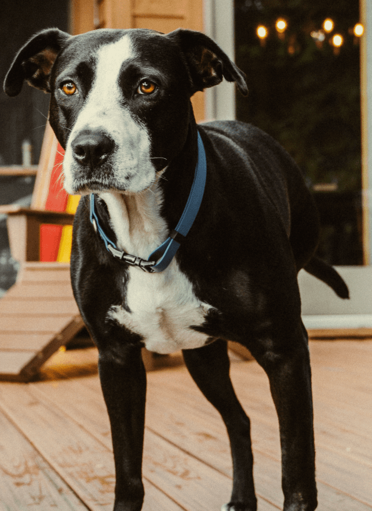 Black and white dog standing on a deck.