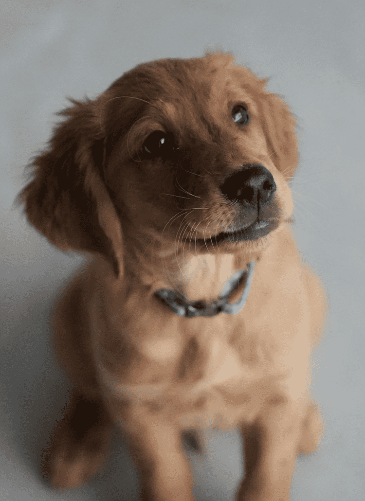 A young golden retriever dog looking at the camera.
