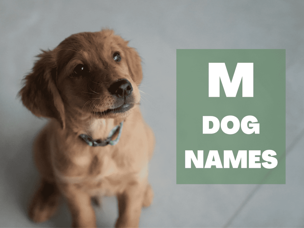 Overlay with text reading M Dog Names. Next to to the overlay is a young golden retriever looking at the camera.