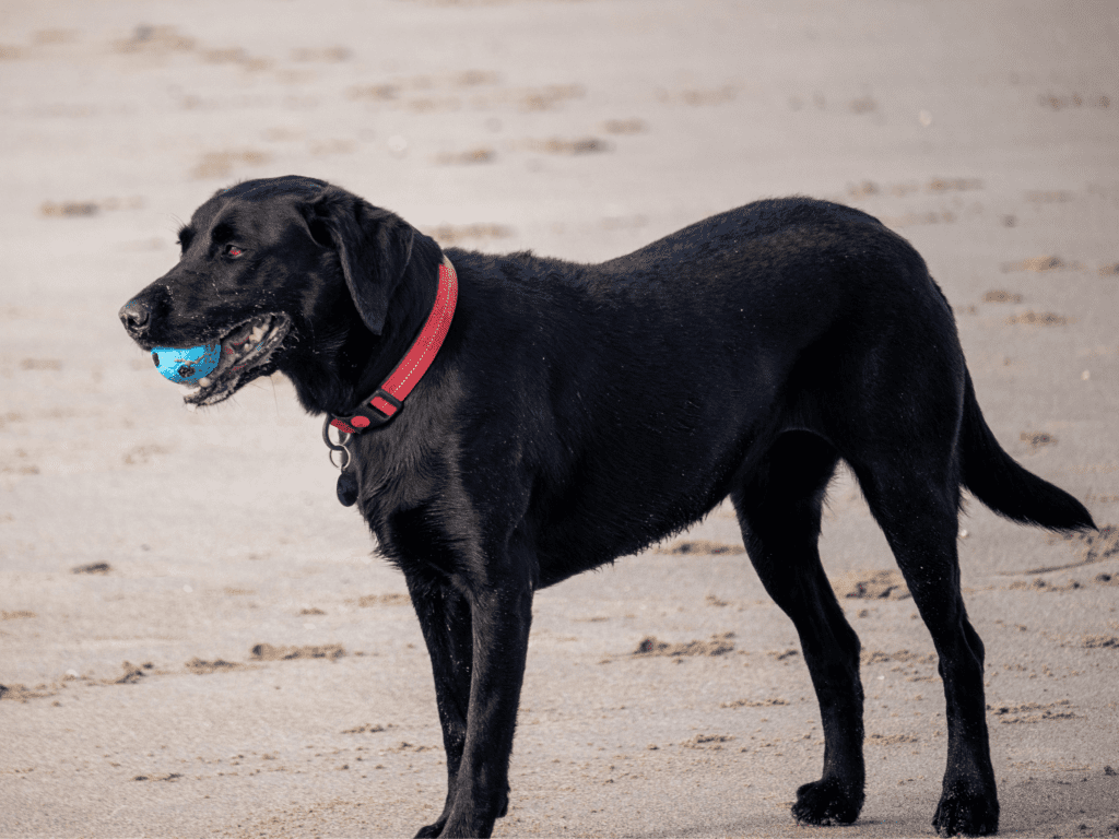 a Labrador enjoying the beach. photo for post about beach dog names.