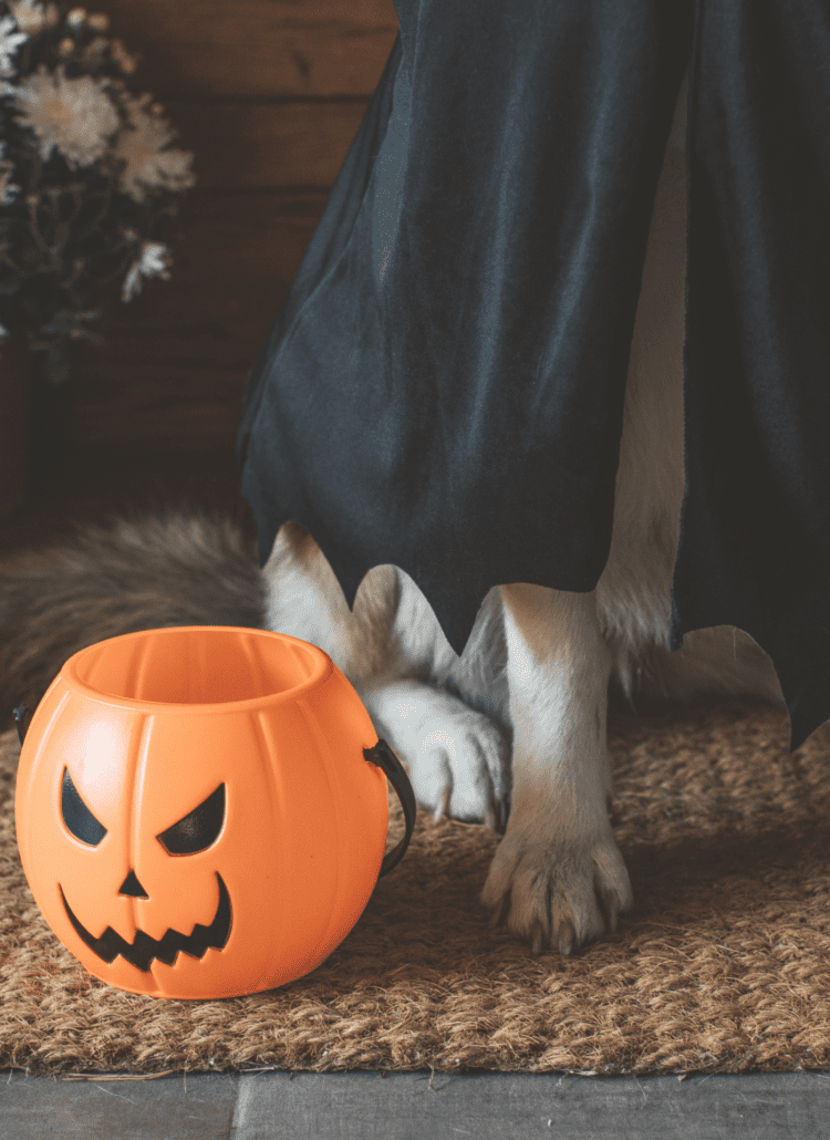 Closeup photo of dog legs and paws next to an orange jack o lantern trick or treat bag.