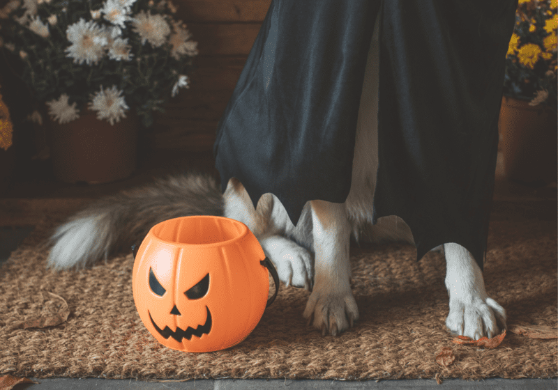 Closeup photo of dog legs and paws next to an orange jack o lantern trick or treat bag.