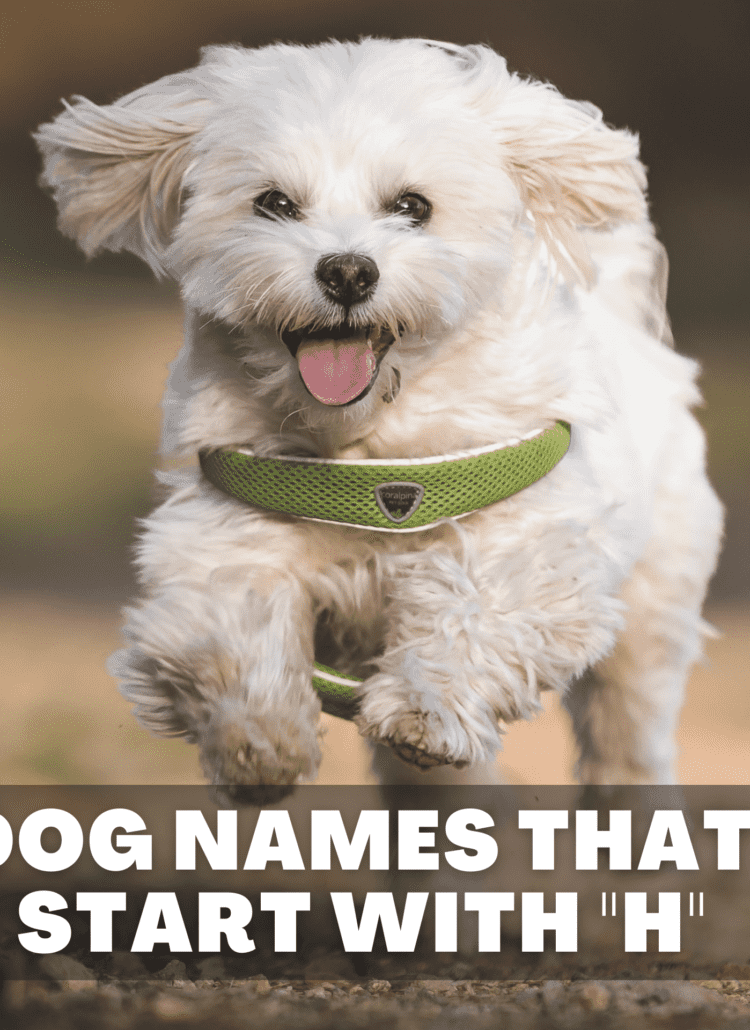 Text overlay reads dog names that start with h. Under text is a white fluffy dog running toward camera.
