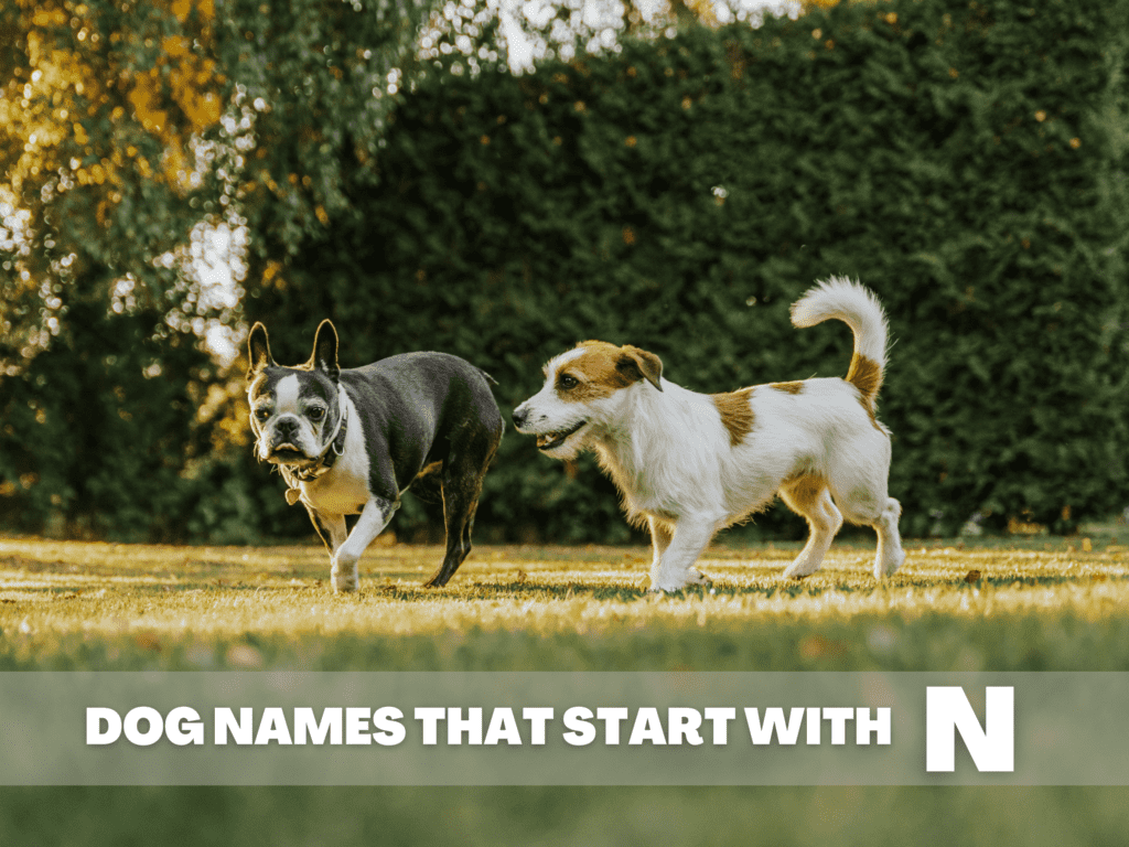 Text overlay that reads dog names names that start with N. Under the overlay are two small dogs playing in a grassy yard.