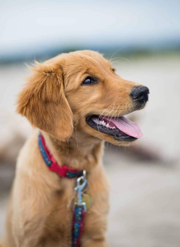 Golden dog smiling with a beach view behind him.