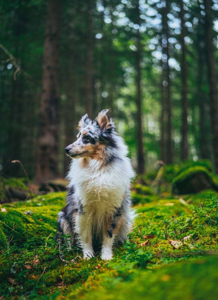 A dog in a forest.