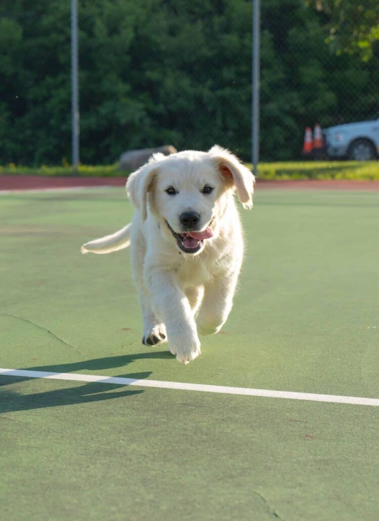 White dog running on a tennis court towards the camera.