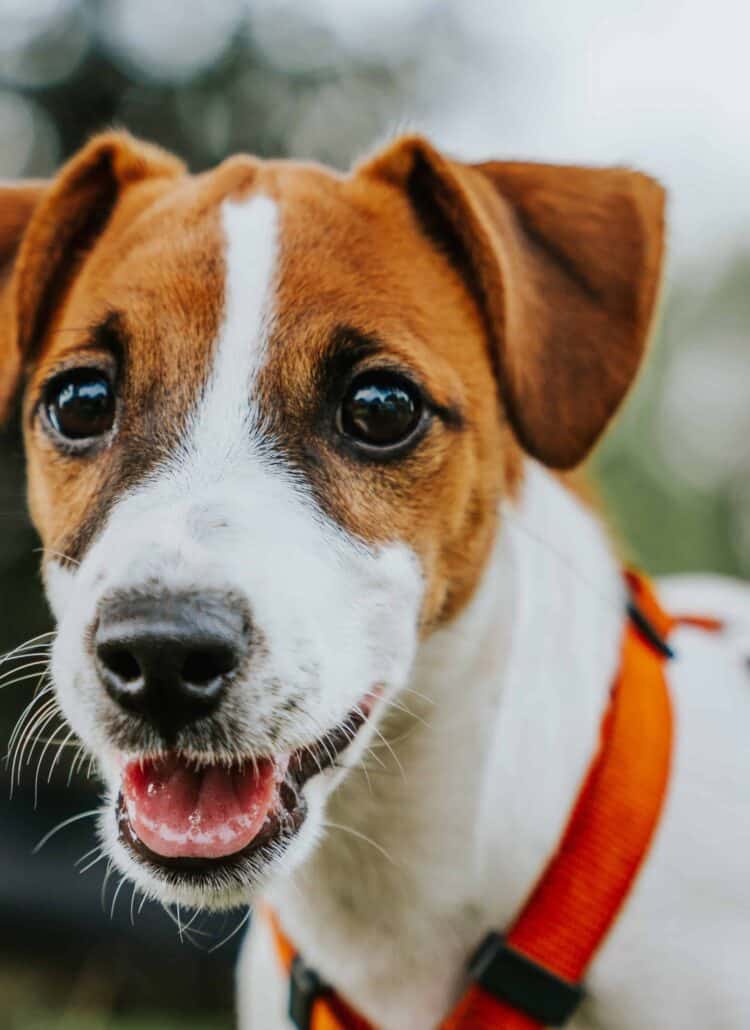 White and brown terrier dog smiling at the camera