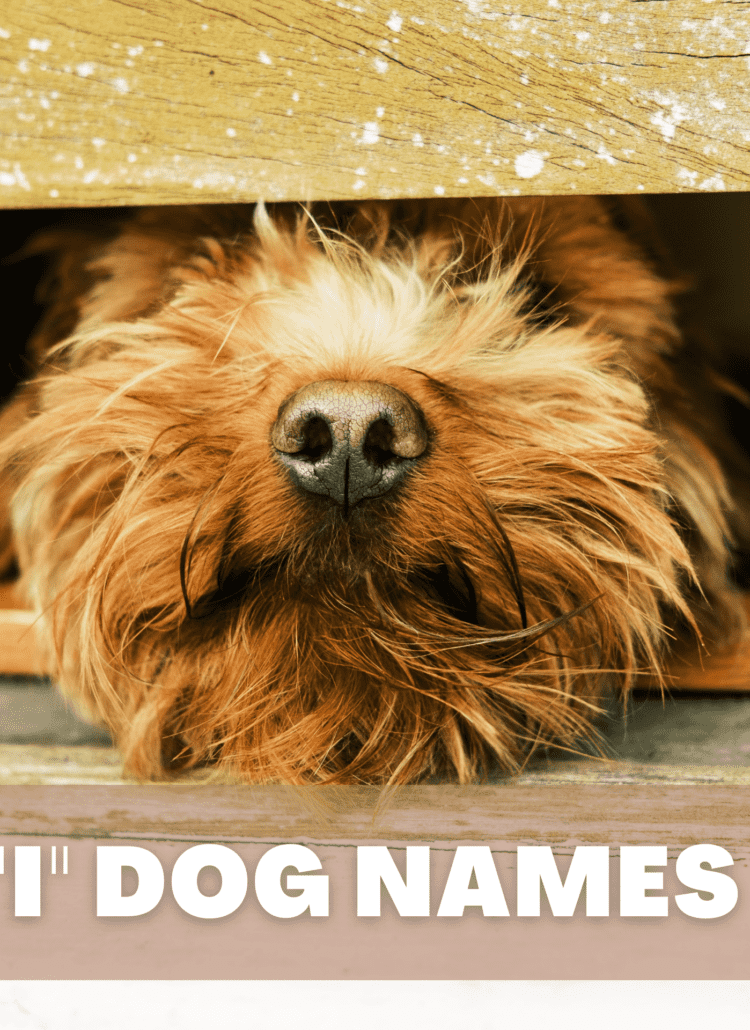 Text overlay that reads I Dog Names. Under overlay is a fluffy brown dog poking his head through a fence.