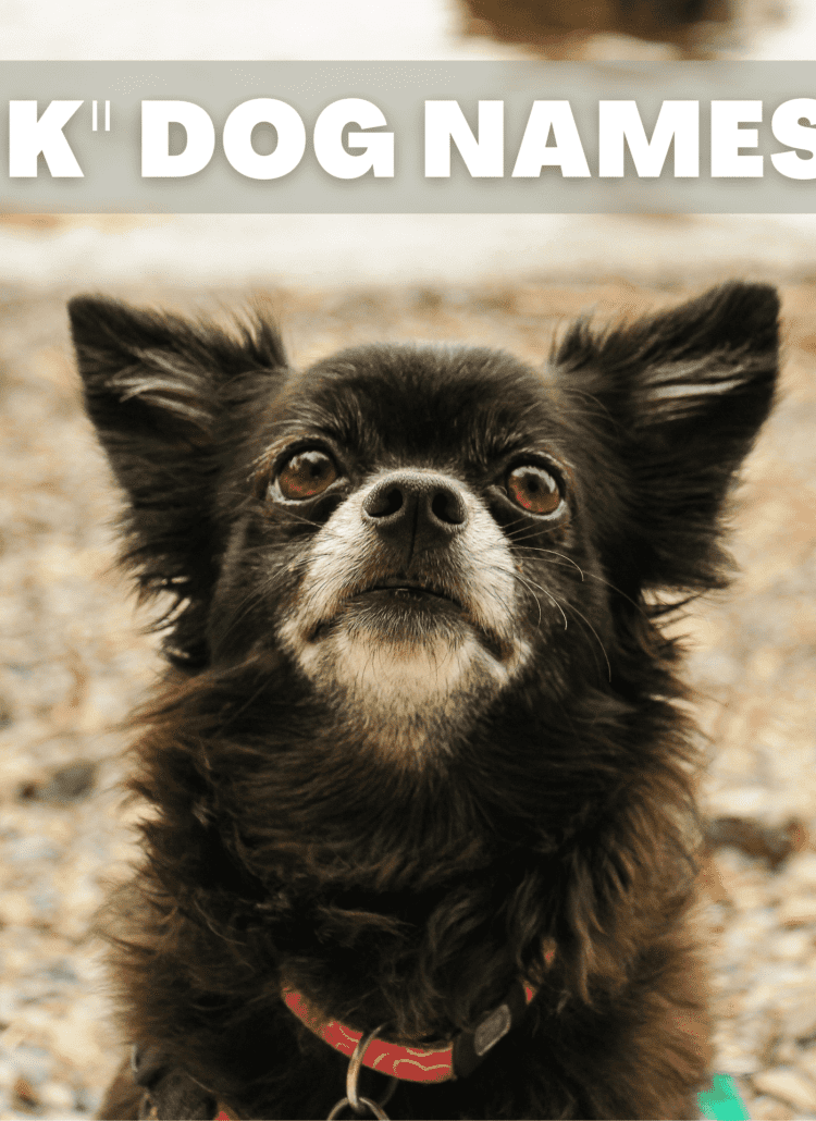 Text overlay that reads K dog names. Under the overlay is a fluffy black chihuahua looking at the camera.