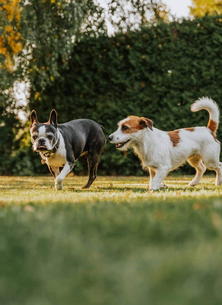 Two small dogs playing in a grassy yard.