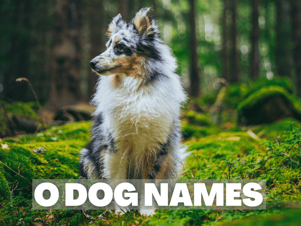 Text overlay that reads O Dog Names.  Under the overlay is a dog in a forest.