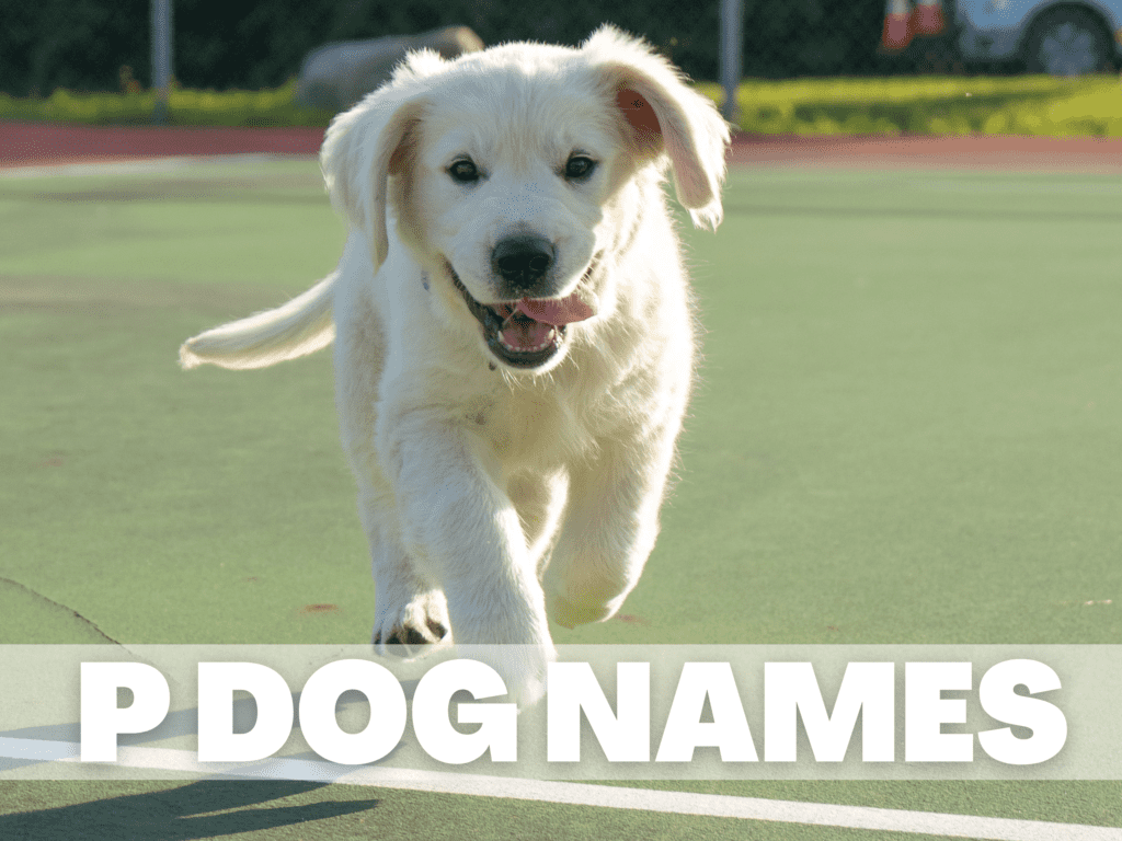 Text overlay that reads P Dog Names. Under the overlay is a white dog walking toward the camera.