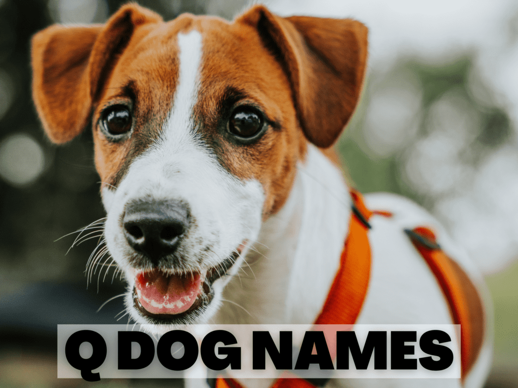 Text overlay that reads Q Dog Names. Under the text is a brown and white terrier smiling at the camera.