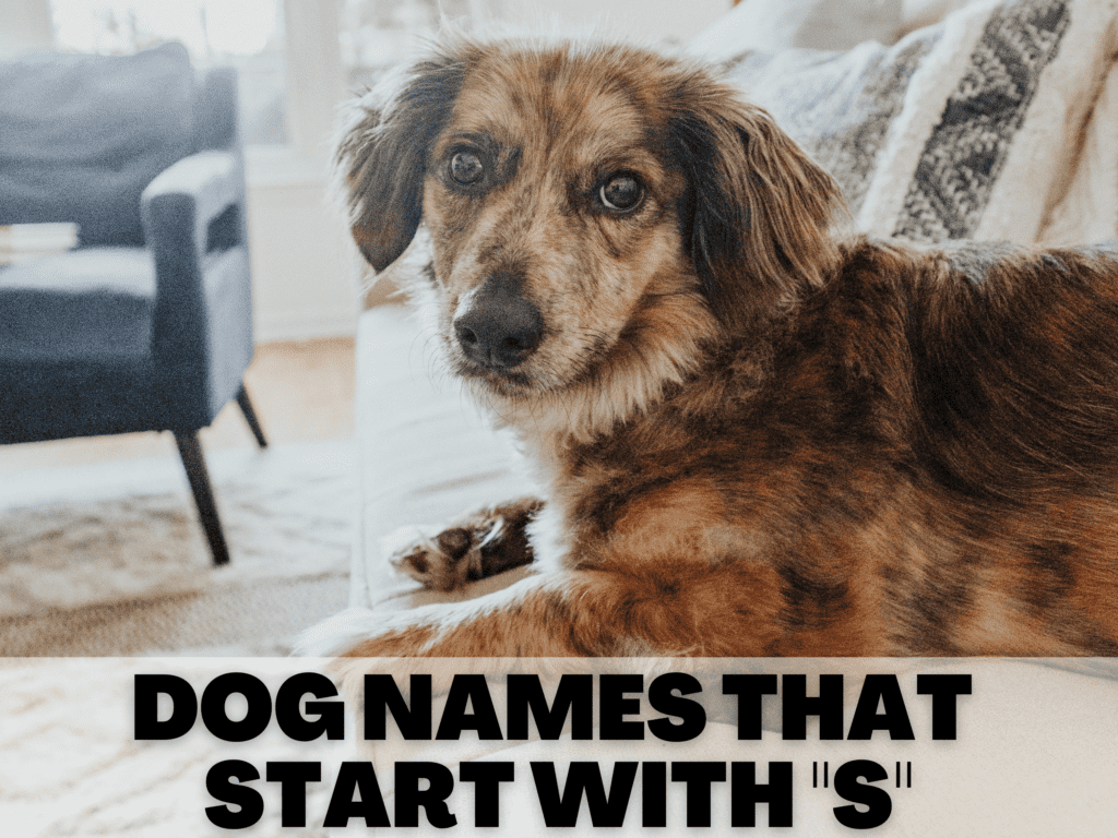 Text reads dog names that start with S.  Under the text is a brown dog sitting on a couch staring at the camera.