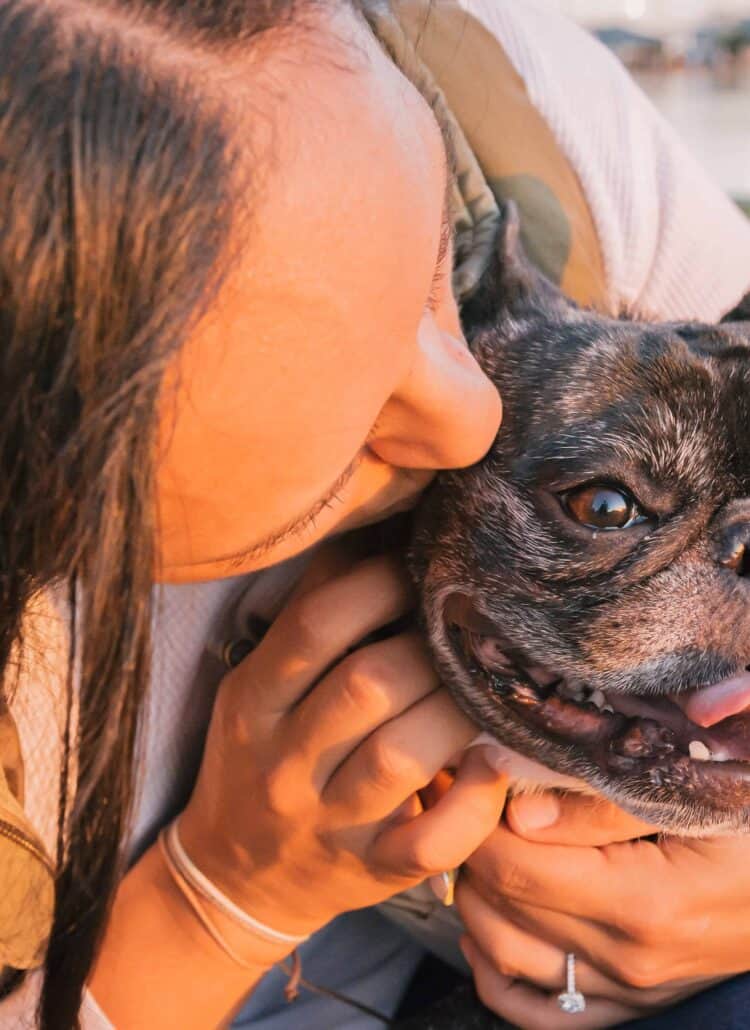 An English bulldog being pet by a brown haired girl