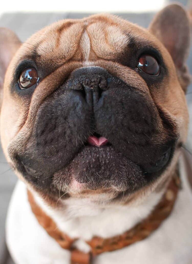 Closeup of a French bulldog sticking his tongue out slightly