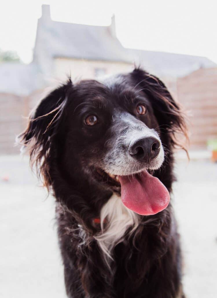 A black and white fluffy dog smiling at the camera.