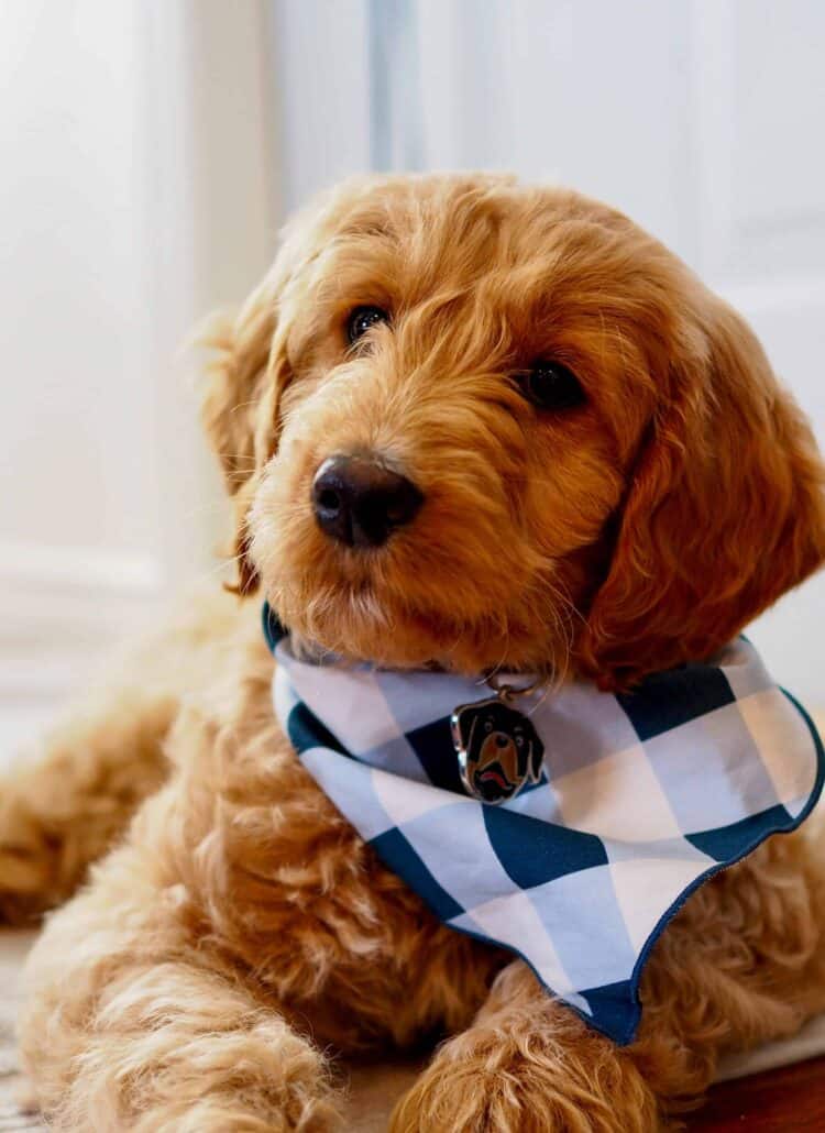 Photo of a golden doodle puppy wearing a blue checkered bandana.