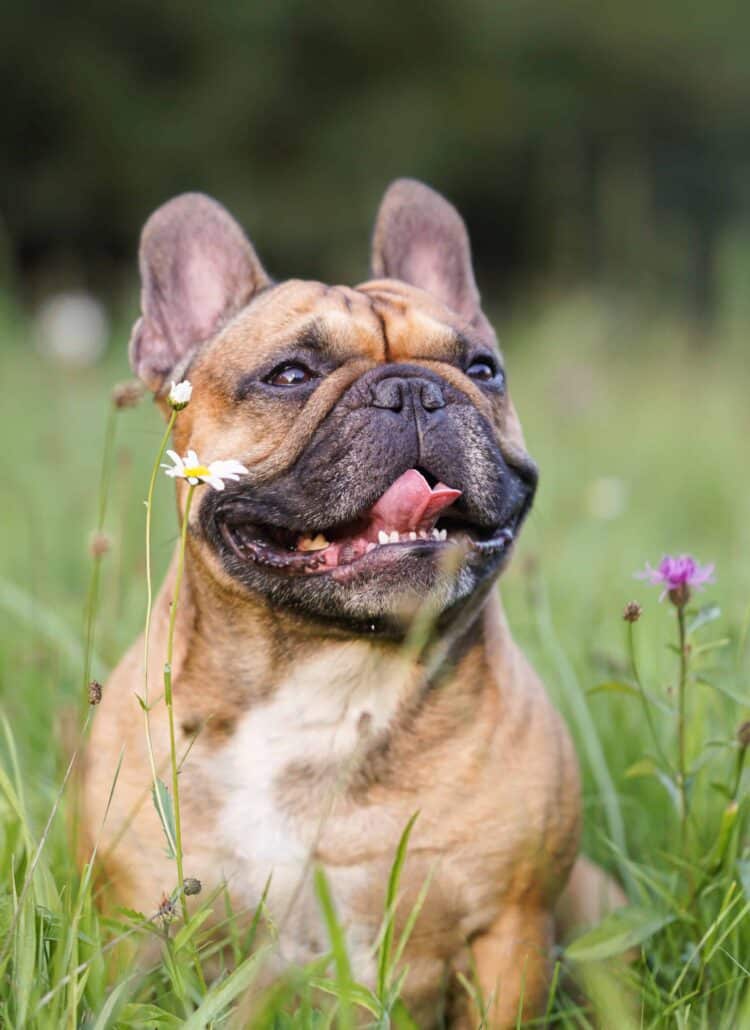 An English bulldog smiling at the camera in a field of greenery and flowers.