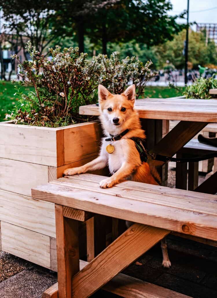 Dog standing with his front paws on a picnic bench.