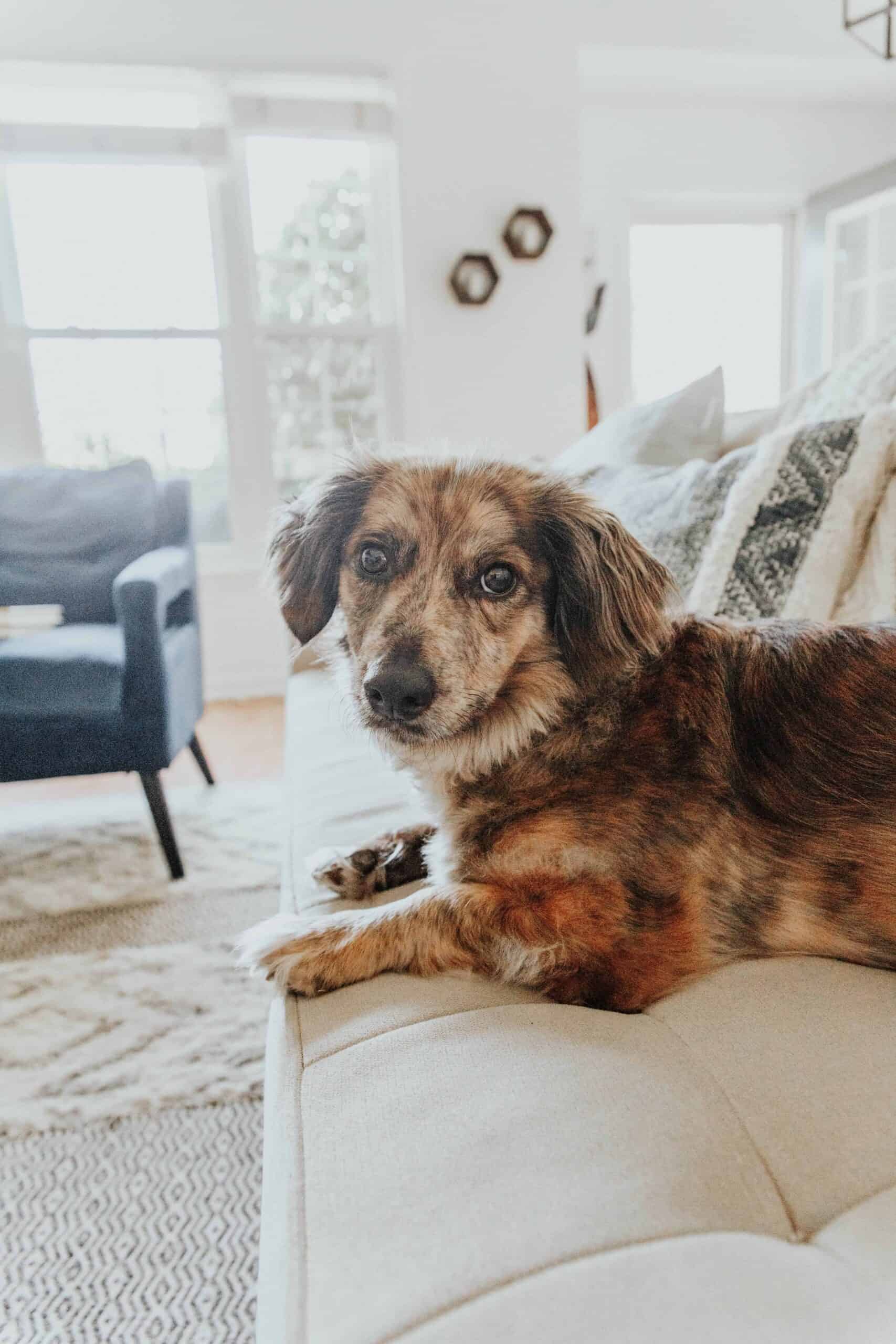 A brown dog sitting on a couch looking at the camera.