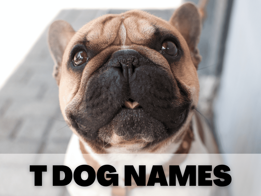 Text reads T Dog Names. Under the text is a French bulldog slightly sticking his tongue out.