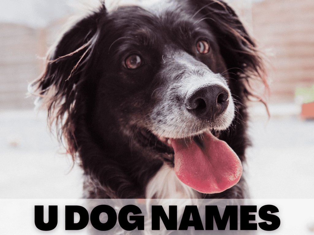 Text reads u dog names. Under the text is a photo of black and white fluffy dog with his tongue out looking at the camera.