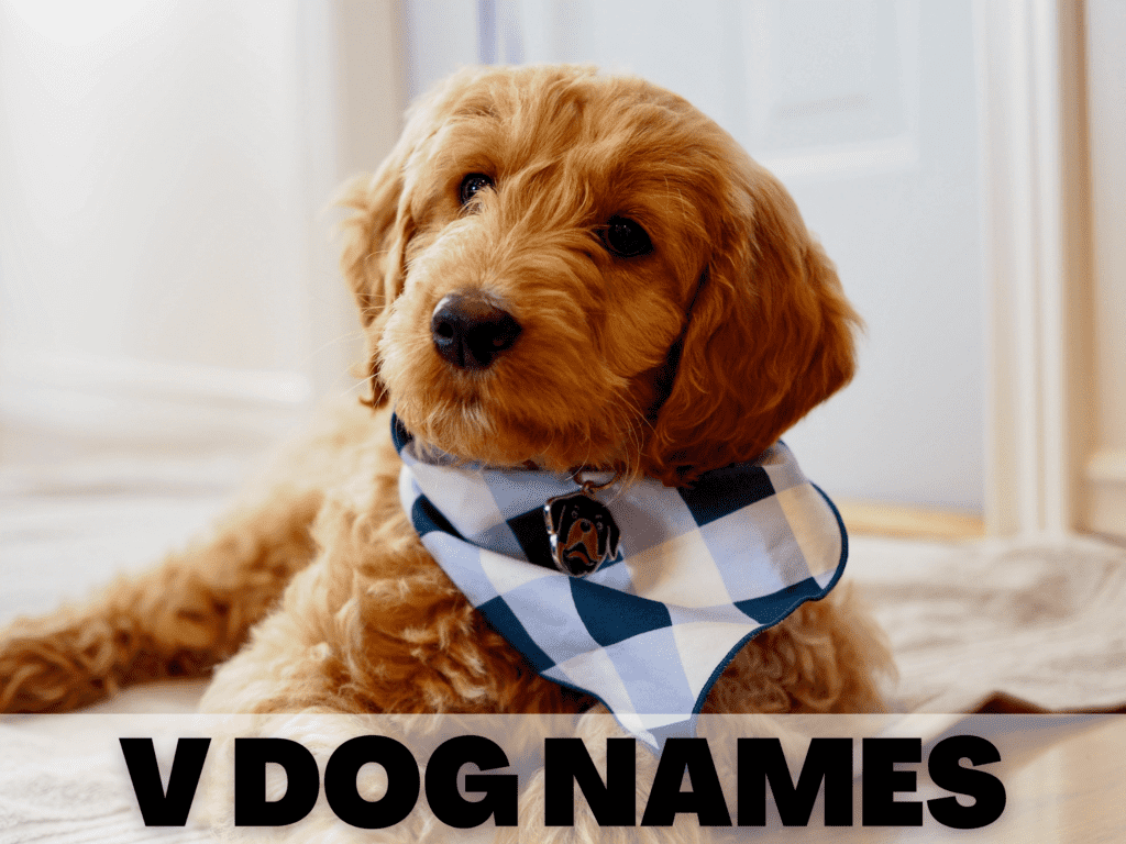 Text reads V Dog Names. Under the text is a photo of a golden doodle puppy wearing a blue checkered bandana.