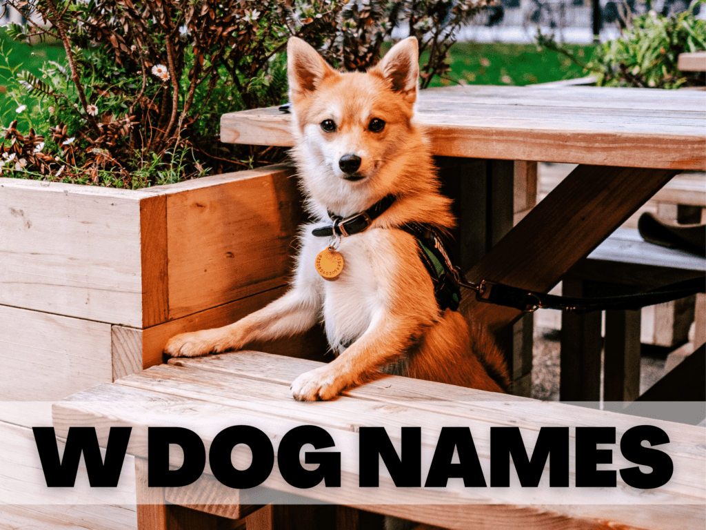Text reads W Dog Names. Under the text is a dog standing with his front paws on a picnic bench.