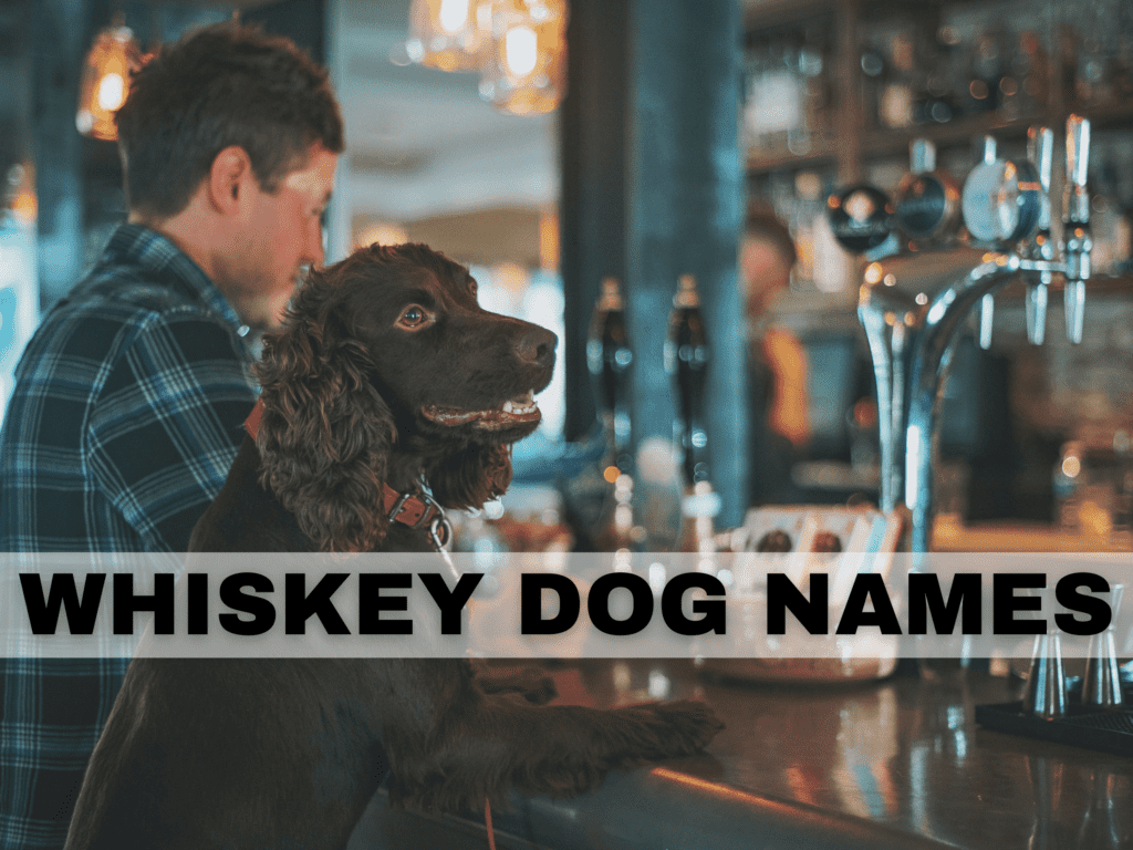 Text reads Whiskey Dog Names. Under the text is a photo of a dog and his owner sitting at a bar.