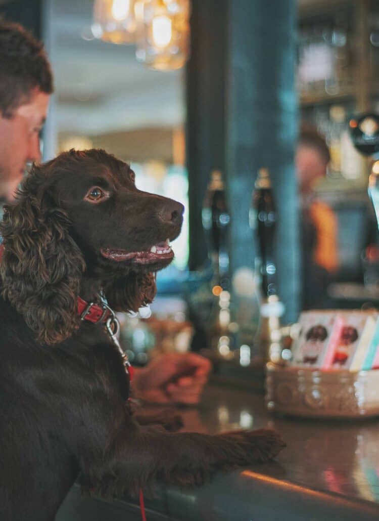 Dog sitting at the bar with his owner. Bottles of alcohol blurred in the background.