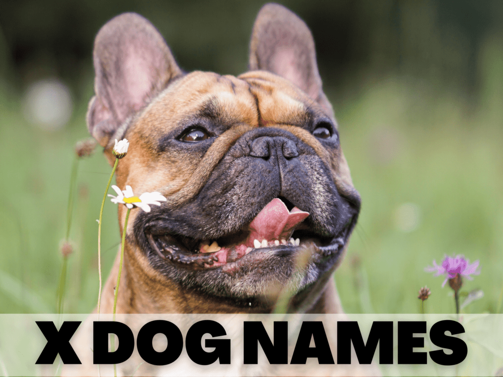 X Dog Names written in text. Underneath is a photo of an English bulldog smiling at the camera.