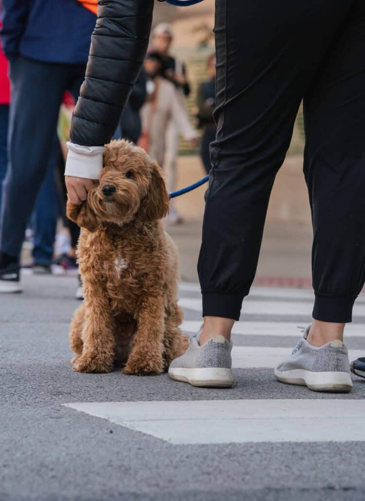 A women leaning over to pet a golden doodle dog while on a walk.