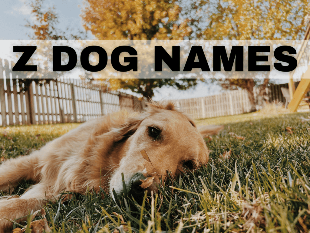 A golden retriever laying in the grass. Text over photo reads Z dog names