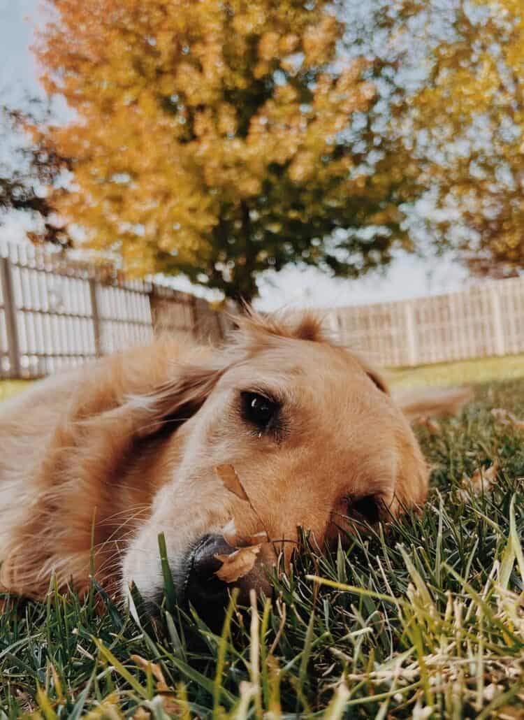Golden retriever dog laying in the grass