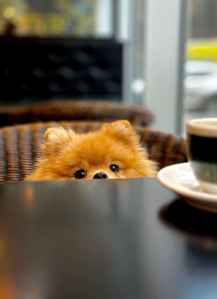 Fluffy Pomeranian peering over the table at a cup of coffee