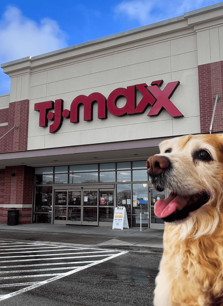 A golden retriever dog outside of TJ Maxx