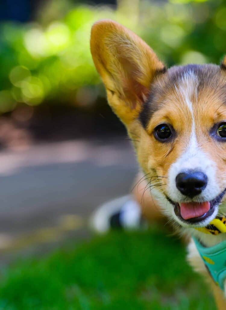 A corgi smiling at the camera